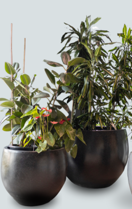 Ծաղկամաններ